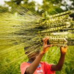 A boy carrying reeds