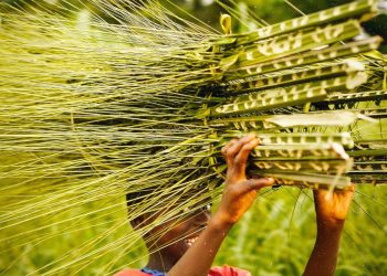 A boy carrying reeds