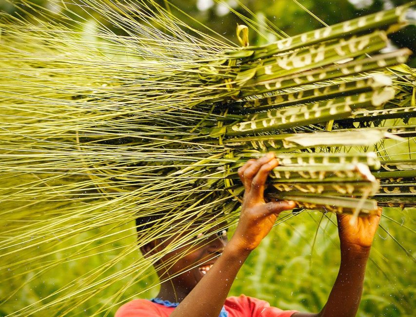 A boy carrying reeds